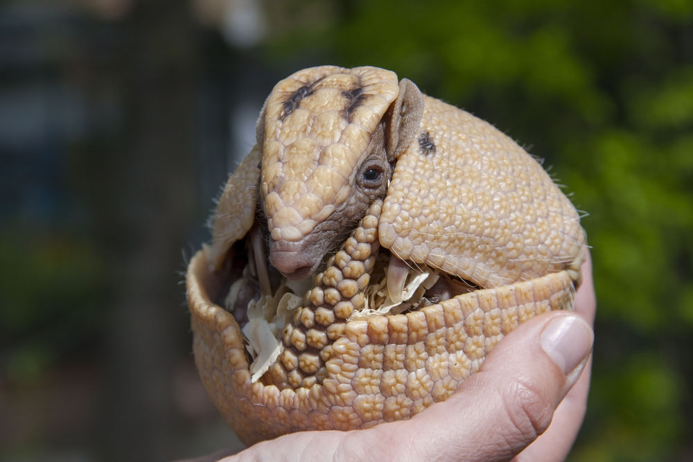 Armadillo poop is dangerous