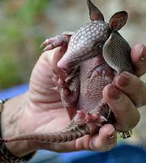 Armadillo poop is dangerous