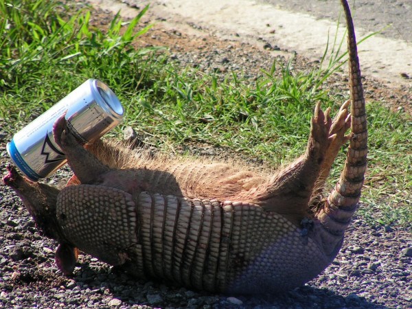 Armadillo poop is dangerous