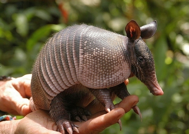 Armadillo poop is dangerous