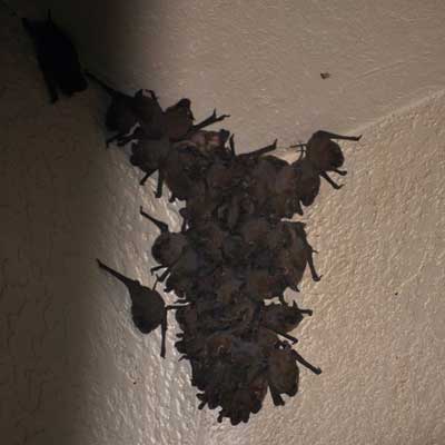 pictures of rabid bats