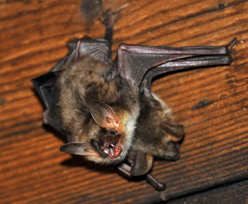 handling baby bats