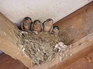 handling baby Birds