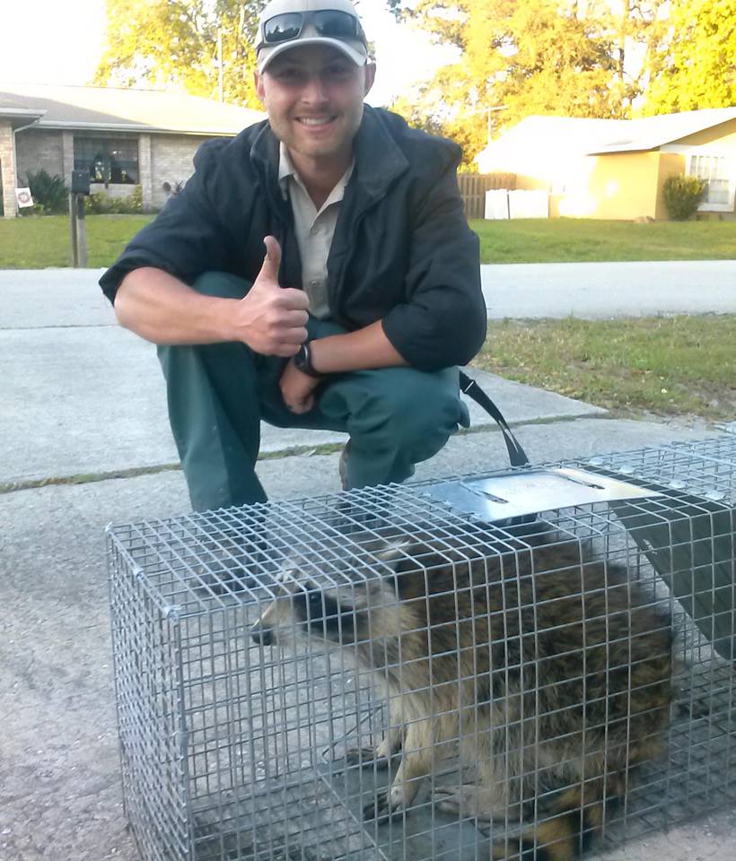 raccoon relocation