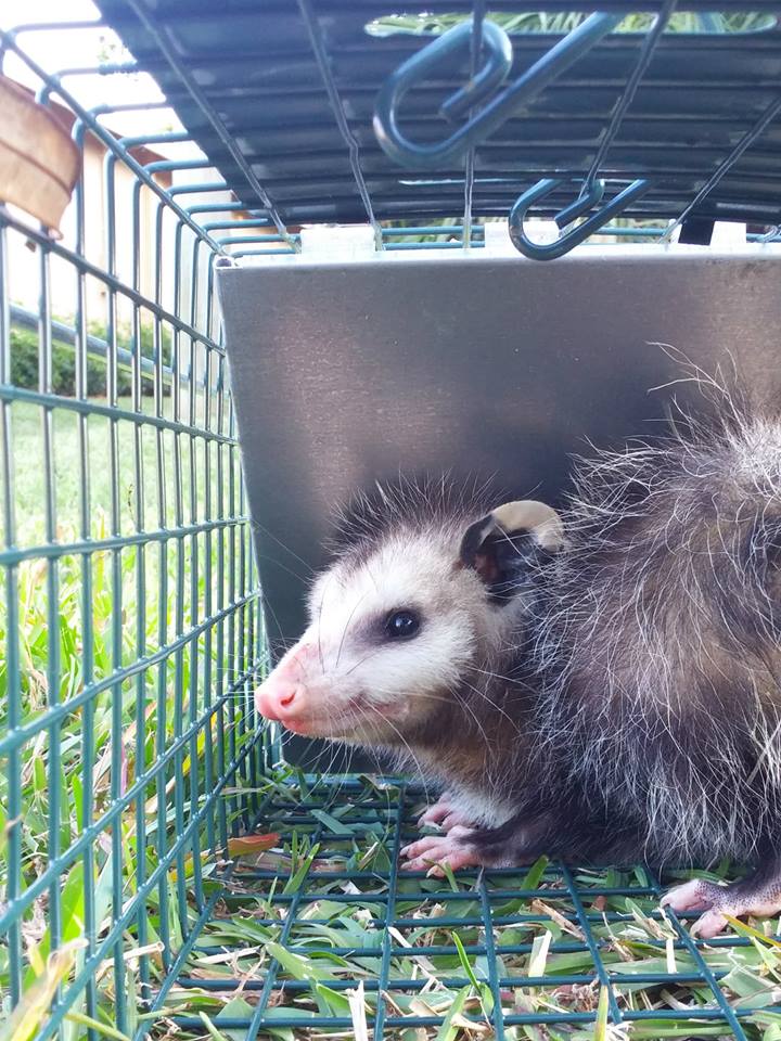 what do possum babies sound like