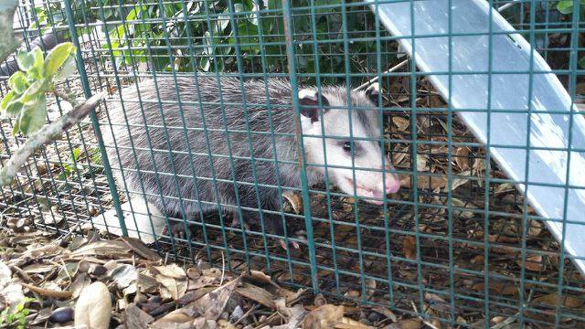 possum damage