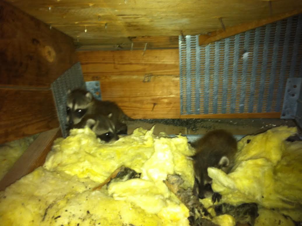 hear raccoons in your attic