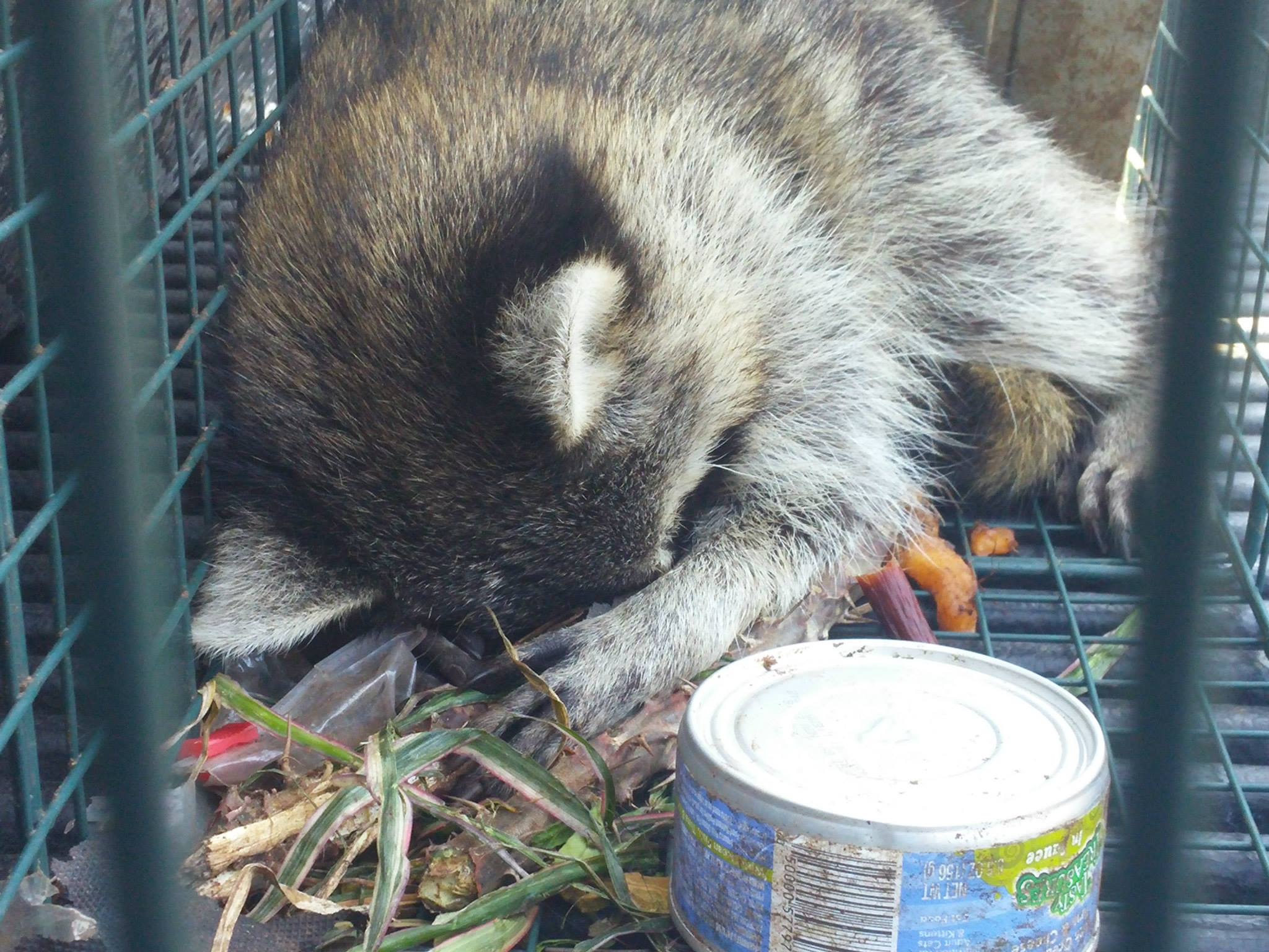 hear raccoons in your attic