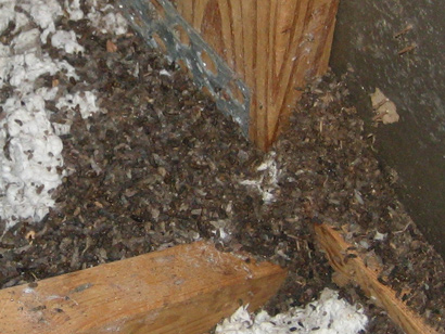 bat guano is harmful