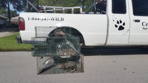 Opossum Removal Blog