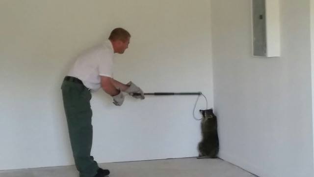 hire professional raccoon trapper