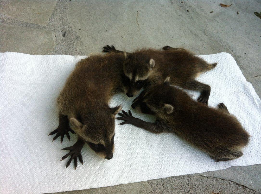 what do raccoon babies sound like