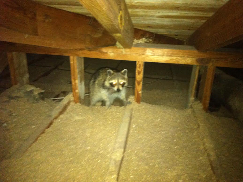 why are raccoons in my attic