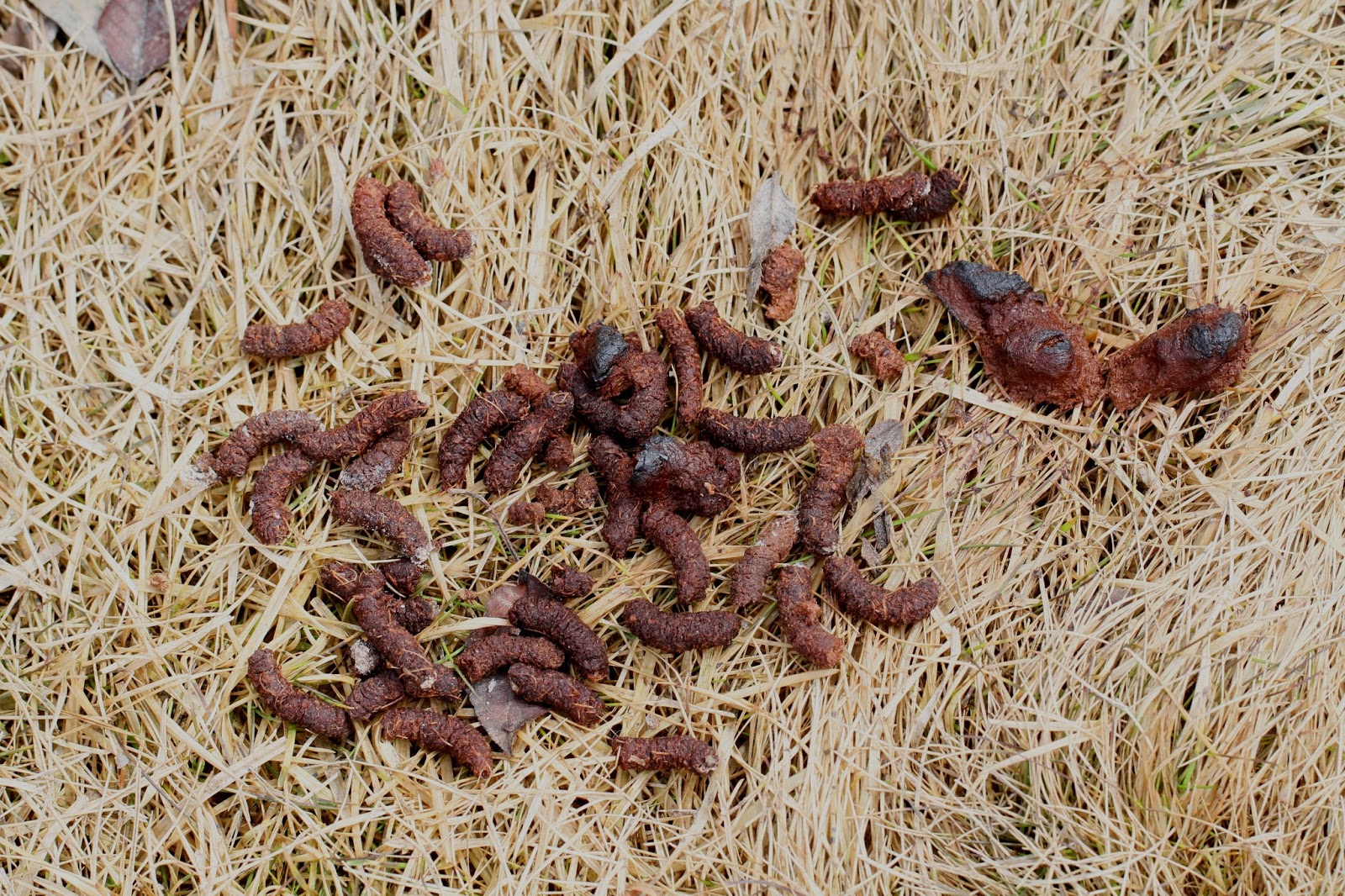 raccoon poop looks like this