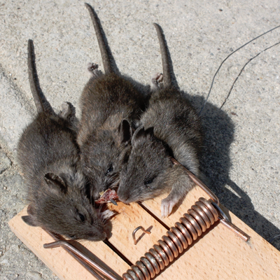 Waco 247 Wildlife Control