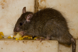 pictures of rabid rats