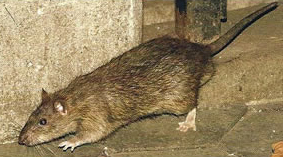 diseases from rat poop