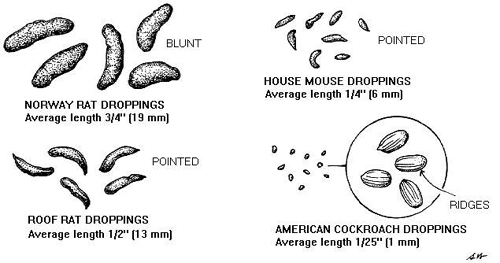 rat poop is blackish in color