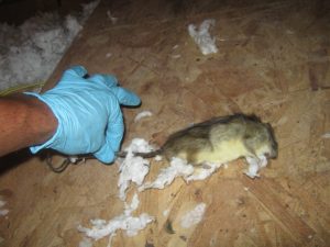 Rat Removal Blog