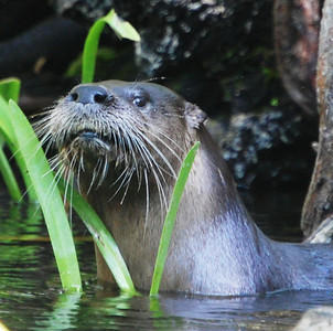 Otter Removal Blog