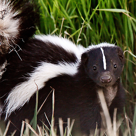 Skunk poop is dangerous