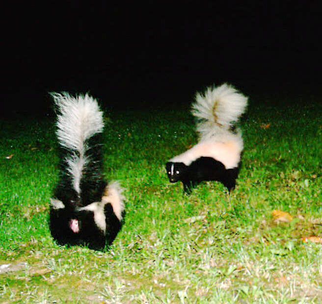 Skunk poop is dangerous