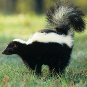 how to get rid of skunks