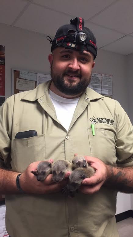 handling baby Raccoons