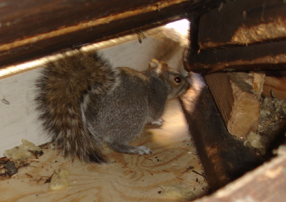 tools to trap squirrels