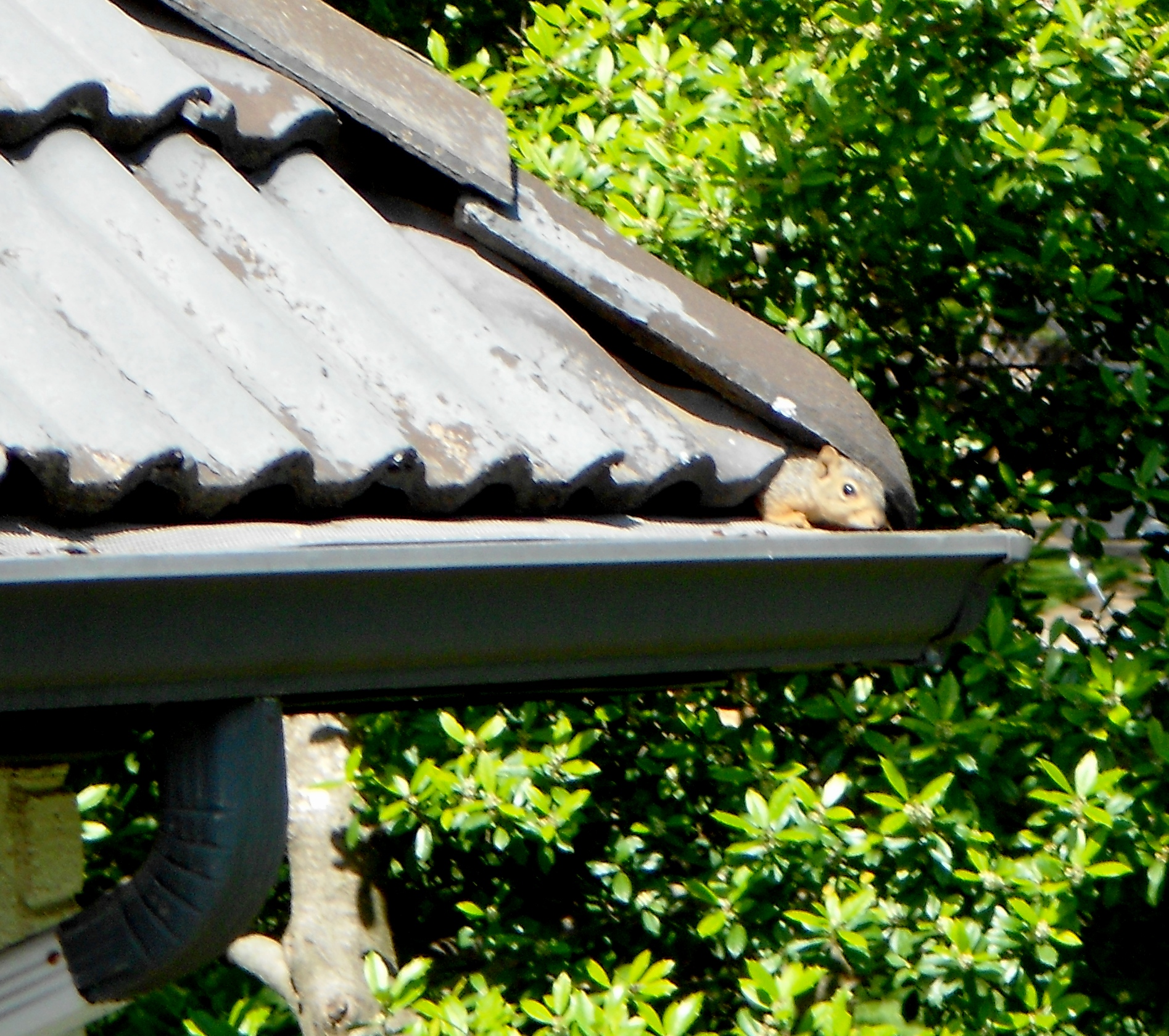 squirrels eating my trash