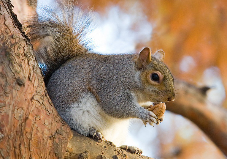 squirrel noises in attic