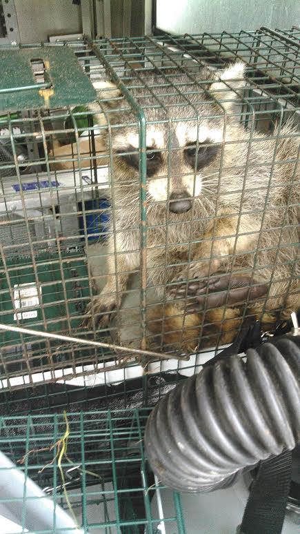 raccoon removal in an attic